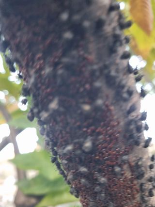 김용대님의 기타작물 · 영농일지 작성글 사진