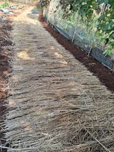 팜모닝 마늘·영농일지 게시글 이미지