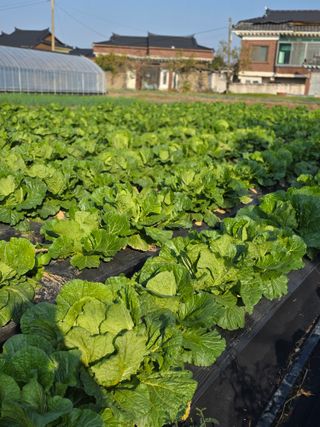 박용열조물주님 님의 양파 · 영농일지 작성글 사진