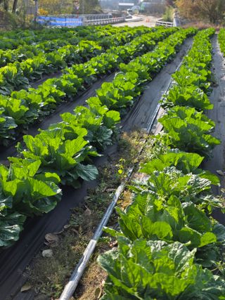 박용열조물주님 님의 양파 · 영농일지 작성글 사진