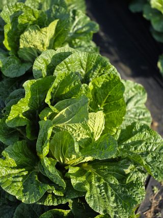 박용열조물주님 님의 양파 · 영농일지 작성글 사진