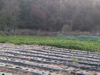 여우내 이순홍님의 기타작물 · 영농일지 작성글 사진