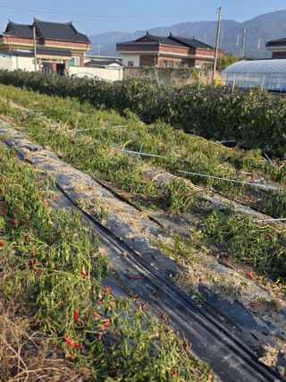 박용열조물주님 님의 양파 · 영농일지 작성글 사진