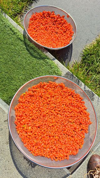 주윤발이님의 기타작물 · 영농일지 작성글 사진