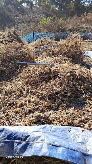 조연만님의 기타작물 · 영농일지 작성글 사진