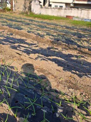 박용열조물주님 님의 양파 · 영농일지 작성글 사진