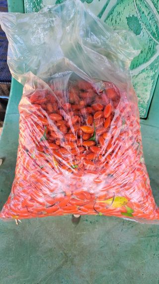 주윤발이님의 기타작물 · 영농일지 작성글 사진