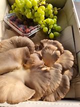 논산푸른팜님의 작성글 사진