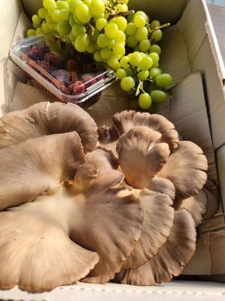 논산푸른팜님의 버섯 · 영농일지 작성글 사진