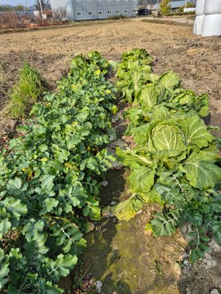 박순례님의 배추 · 영농일지 작성글 사진