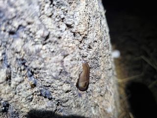 논산푸른팜님의 버섯 · 영농일지 작성글 사진