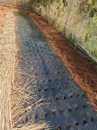 체리123님의 마늘 · 영농일지 작성글 사진