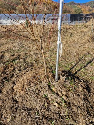 성은모님의 복숭아 · 영농일지 작성글 사진