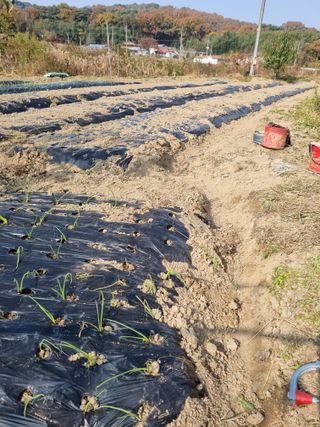 논산푸른팜님의 마늘 · 영농일지 작성글 사진
