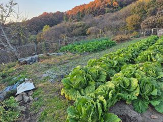 이준영님의 기타작물 · 영농일지 작성글 사진