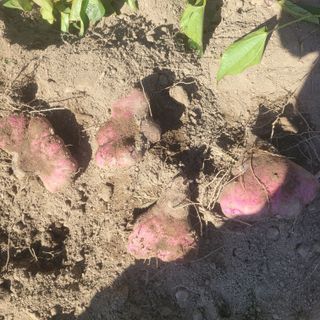 김선순(공룡자색마)님의 기타작물 · 영농일지 작성글 사진