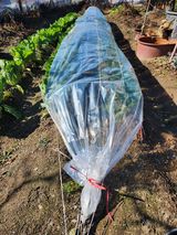 팜모닝 배추·영농일지 게시글 이미지