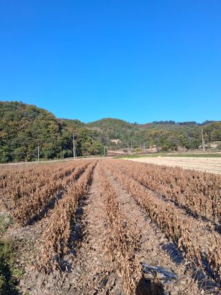 설진완님의 벼 · 영농일지 작성글 사진