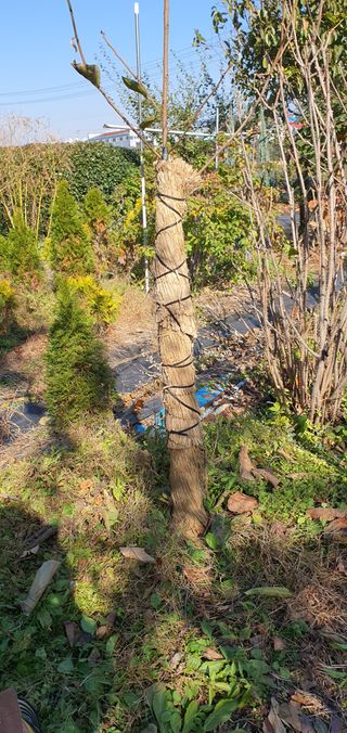 김성태님의 감 · 영농일지 작성글 사진