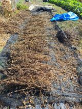 팜모닝 콩·영농일지 게시글 이미지