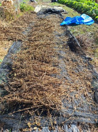 고추10063님의 콩 · 영농일지 작성글 사진