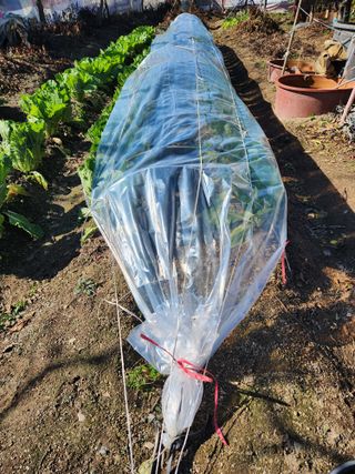 알 수 없음님의 배추 · 영농일지 작성글 사진