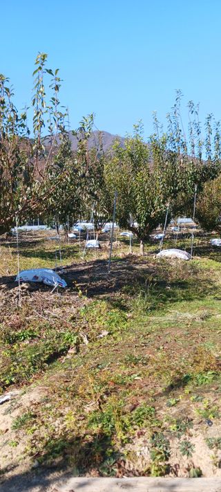 김 연님의 기타작물 · 영농일지 작성글 사진