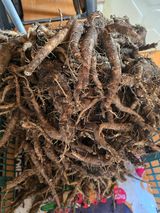 팜모닝 기타작물·영농일지 게시글 이미지