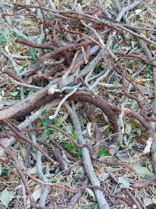 손길준님의 기타작물 · 영농일지 작성글 사진