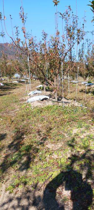 김 연님의 기타작물 · 영농일지 작성글 사진