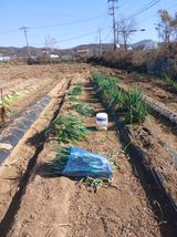 팜모닝 파·영농일지 게시글 이미지