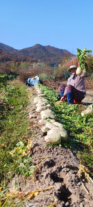김 연님의 기타작물 · 영농일지 작성글 사진