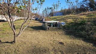 장정규님의 기타작물 · 영농일지 작성글 사진