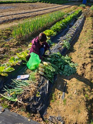 박홍권님의 기타작물 · 영농일지 작성글 사진