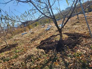 박병한님의 복숭아 · 영농일지 작성글 사진