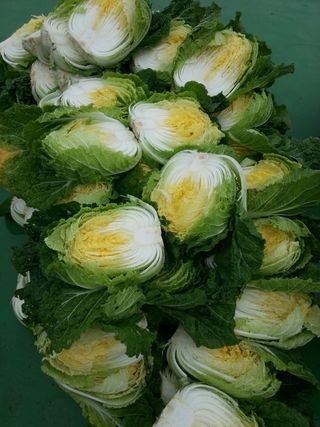 전명임님의 기타작물 · 영농일지 작성글 사진