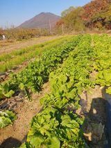 팜모닝 기타작물·영농일지 게시글 이미지