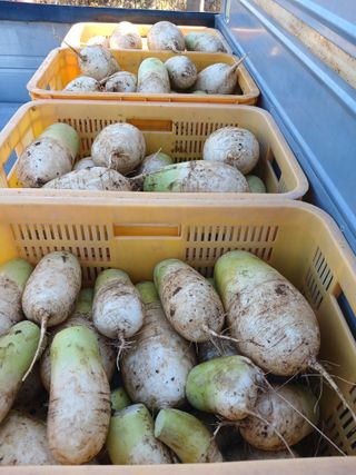 땅콩맘님의 기타작물 · 영농일지 작성글 사진