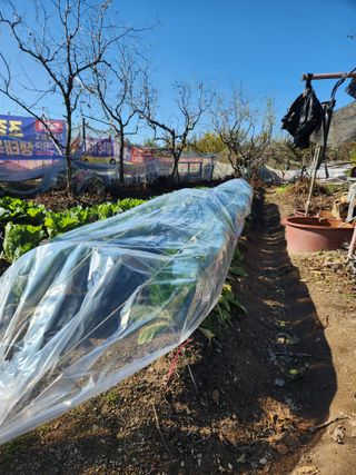 알 수 없음님의 배추 · 영농일지 작성글 사진