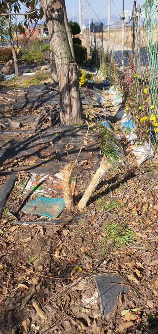 김성태님의 기타작물 · 영농일지 작성글 사진