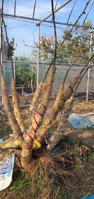 김성태님의 감 · 영농일지 작성글 사진