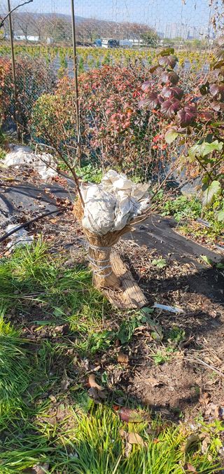 김성태님의 기타작물 · 영농일지 작성글 사진