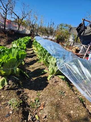 알 수 없음님의 배추 · 영농일지 작성글 사진
