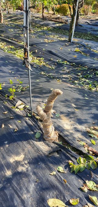 김성태님의 기타작물 · 영농일지 작성글 사진