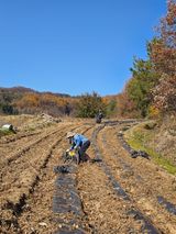 팜모닝 콩·영농일지 게시글 이미지