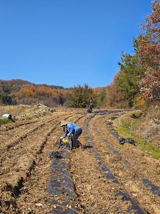 신호진님의 콩 · 영농일지 작성글 사진