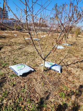 박병한님의 복숭아 · 영농일지 작성글 사진