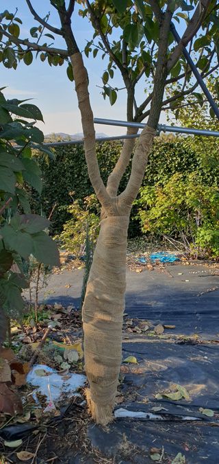 김성태님의 감 · 영농일지 작성글 사진