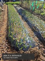 팜모닝 기타작물·영농일지 게시글 이미지