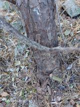 팜모닝 기타작물·영농일지 게시글 이미지